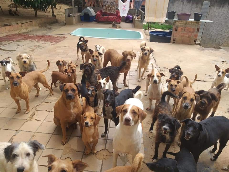Nossos cachorros resgatados aguardando ajuda